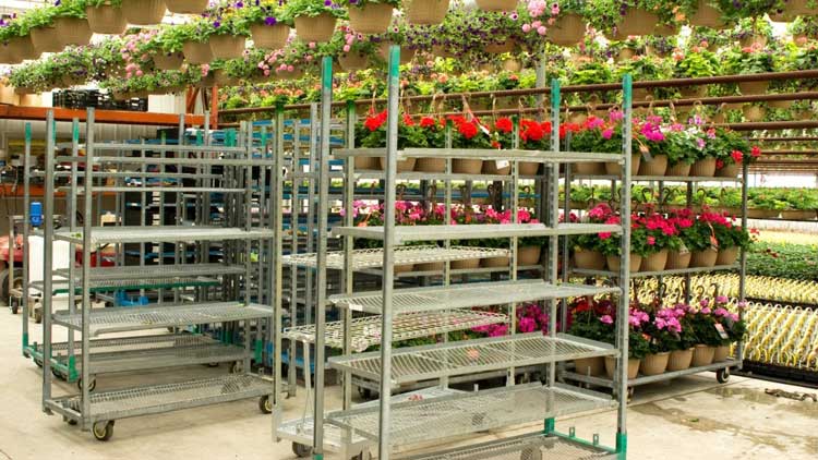 Good feedback from the Spanish client of Flower trolley