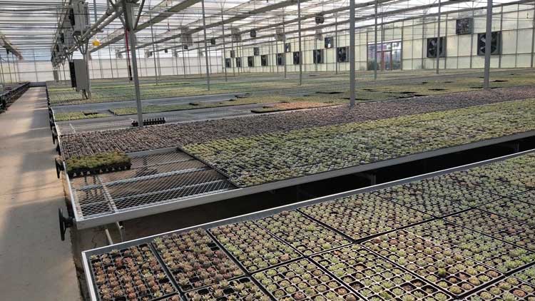 greenhouse rolling bench